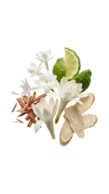 Jasmine
